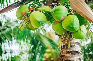How Long Does It Take for a Coconut Tree to Get Coconuts?