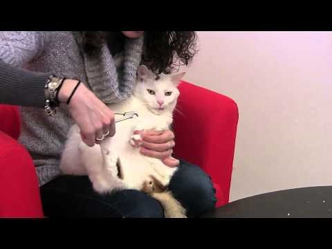 Alternatives to Declawing Cats: How to Trim Cat Claws at Home