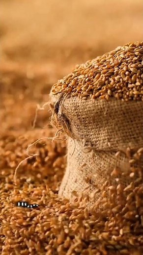Multigrains color sorter #aura #sorting #cardamomcolorsorter #sortingalgorithm #cashewcolorsorter