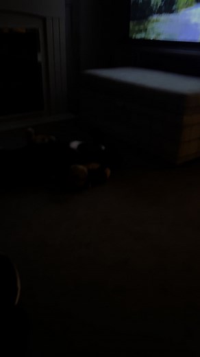 146 reactions · 60 comments | Barney fell asleep with his monkey and lion | Stephen Kelleher | Facebook