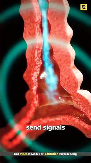 how the inhaler work #3danimation #science