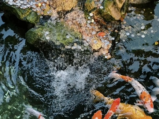 「自制自用sub」好运/锦鲤附体/心想事成