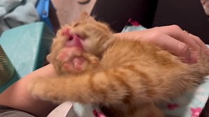 32K views · 6.7K reactions | There was a lot of messy cleaning last night for Rob after his neuter. He was like putty in my hands lol | Youngest Old Cat Lady | Facebook
