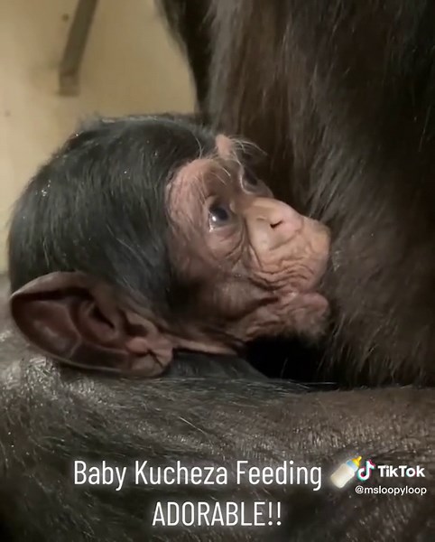 Baby Kucheza Nursing Happily with Mahale - Sweet Chimpanzee Moment