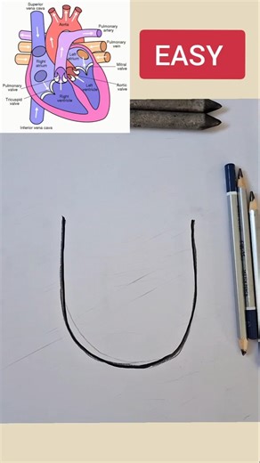 Easy Human Heart Diagram drawing class 10