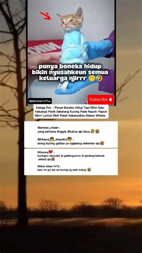 Astaga POV : Punya kucing kayak reog 🤭🤣‼️ #fypシ #meme #hiburan #kucinglucu #shorts