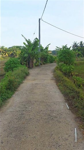 How Nature Walks Heal Stress | Silent Path