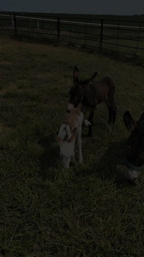 Donkey Names Hoss & Little Joe Inspired by Bonanza TV Series