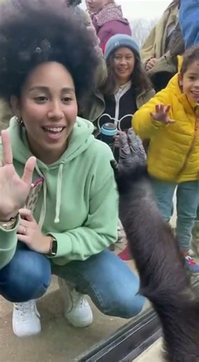 Adorable little gorilla. 🦍💕❤️