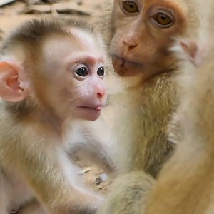 1.8K views · 51 reactions | Funny Video: Baby Leo Screams For Mother Monkey | Monkey Rainbow | Monkey Rainbow | Facebook