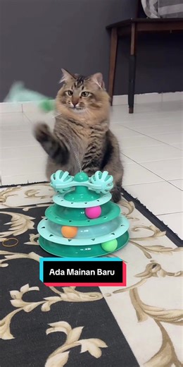 Menyelami Permainan Baru untuk Kucing