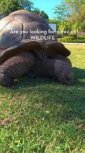Dreaming of your next vacation? ANDILANA BEACH RESORT is the ultimate destination to experience Madagascar's wildlife, rich culture, stunning beaches, and vibrant entertainment — all in one place 😍❤️🌴 #andilana #andilanabeach #andilanaresort #resort | Nosy Be - Hotel Andilana Beach