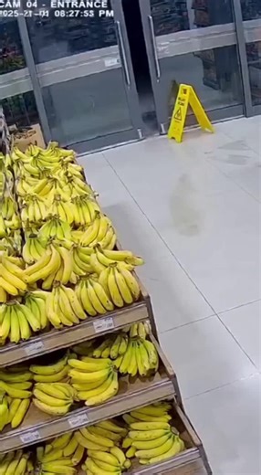 CCTV footage captures the most chaotic banana heist in history 🍌🐒💥 Three monkeys break into a supermarket, grab the goods, and make a run for it — until one slips on the wet floor sign and sends bananas flying everywhere 😂 It’s Ocean’s 11… but fuzzier. Tag your partners in crime 👇💬 #Funny #Animals #MonkeyTok #CreatureComedyTube #AnimalComedy #CaughtOnCam #MonkeyGang #BananaHeist #ViralPets #WildLaughs #FunnyVideo #CCTVFootage #ViralVideo #PetFails #DailyLaughs #LikeShareComment