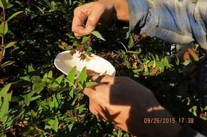 Harvesting Hypericum (Seeds)