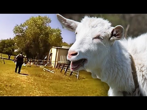 Goat-Scream Cops ‘Can’t Help But Laugh’
