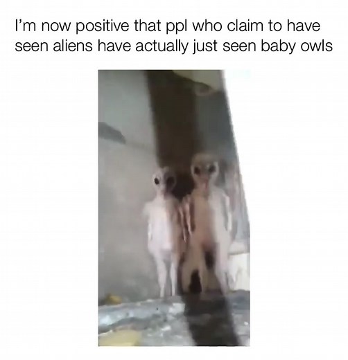 Hilarious Owl Meme Video Compilation