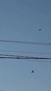 Những cơn mưa động vật kỳ lạ Bí ẩn từ bầu trời