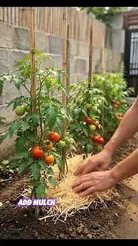 Small Backyard Tomato Setup from Scratch Bamboo Support Tomato Farming Guide #diyfarming