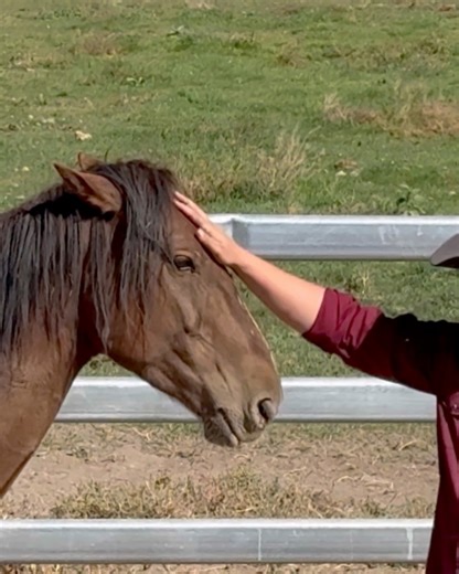 Dasher day 6. | Idaho Horseshoeing School
