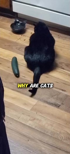 Why Are Cats Scared of Cucumbers? 🐱🥒 Explained! #cat #catfacts #cucumber #shorts