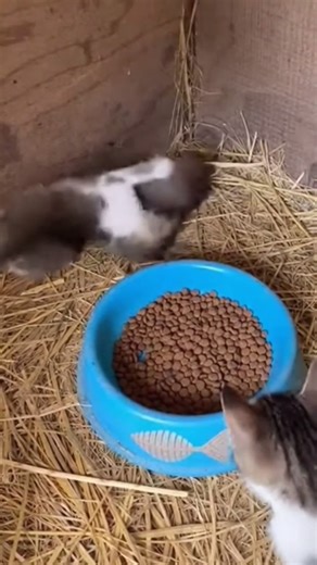 Brave Kitten vs Giant Rat! 😱 Ultimate Battle #shorts