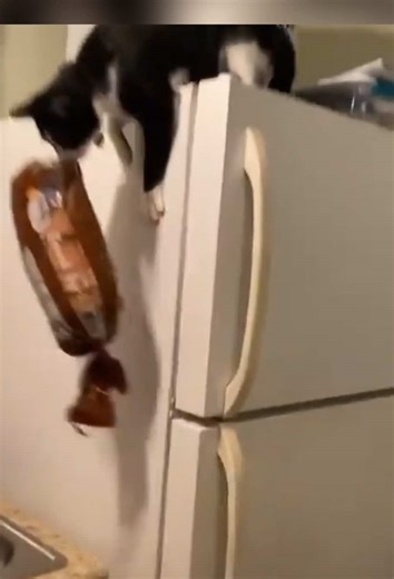 Cats Jumping: Adorable Moments You Can't Miss