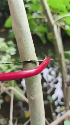 Rules for cutting Episode 183