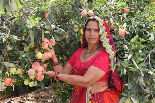Rajasthan’s woman farmer grows organic apples at 50 degrees Celsius; gets Rs 38 lakh turnover from just 1.25 acres