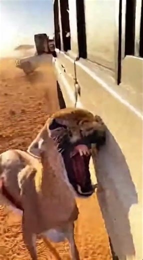Leopard Roars Inches Away After Springbok Crashes Into Safari Jeep 😱”