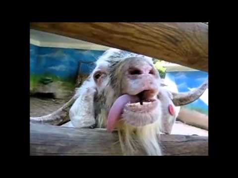 Stupid Goats Making Stupid Noises