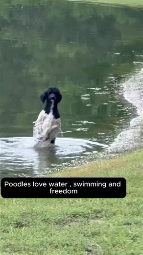 Poodles love water , swimming and freedom 🐩🐩