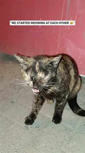 POV: A Black and Brown Cat Meows at Me… So I Meow Back 😹🐱