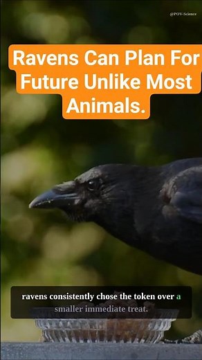Ravens Can Plan for the FUTURE — Something Most Animals Can't Do