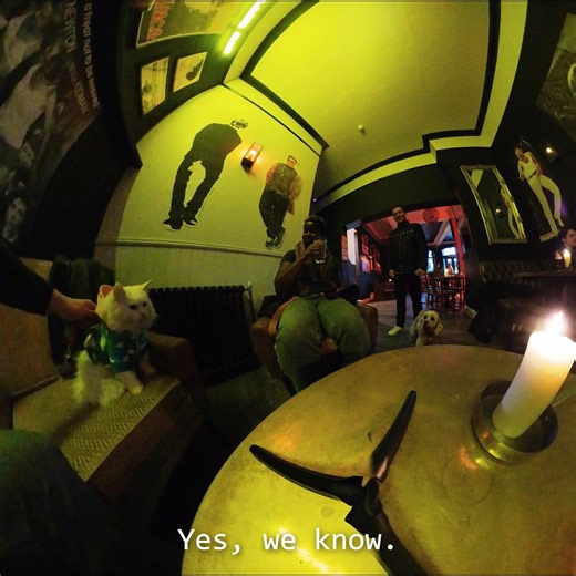 63K views · 10K reactions | The last hiss!  . . . Hiss compilation 11. #gatos #michis #kissa #pishi #pusa #kot #kit #chat #kedi #katze #gatto #katt #貓 #ネコ #고양이 #kucing #kotek #cats #cat #catlife #pets #catoftheday #sigrid #london #bike #cyclingphotos #bikelife #fixedgear #trackbikes #hiss | Travis and Sigrid | Facebook