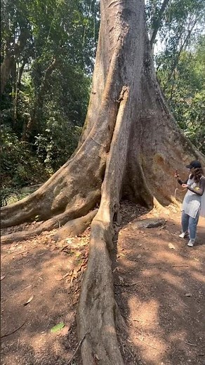 Buttress roots in the rainforest. #nature #whitenoise #rainforest #tree