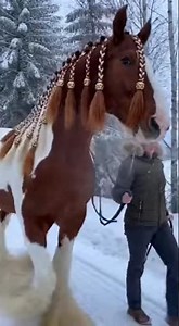 🔥frisco of the self-scaling exotic breed genetics #youtubeshorts #cavalos #horse #shortsvideo #cute