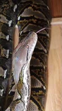 19 foot Reticulated Python #shorts #snake #reticulatedpython #reptiles #python