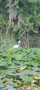 11K views · 162 reactions | New friend. I googled. This one is called a Great Egret or Great White Heron. I didn't know egret and heron were interchangeable names. I thought they were different kinds of birds. I guess you learn something new every day. | Happiness In Your Life | Facebook
