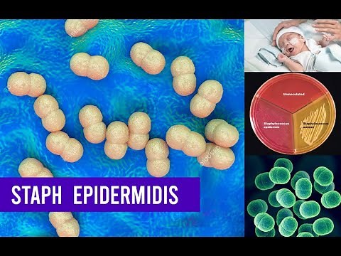 Staphylococcus Epidermidis Bacteria ( Complete Overview )