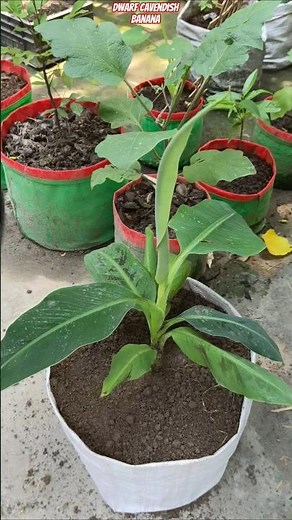 😱 Grow Dwarf Cavendish Banana Faster in Waste Plastic Bag 🍌 | Full Setup Guide #shorts #bananaplant