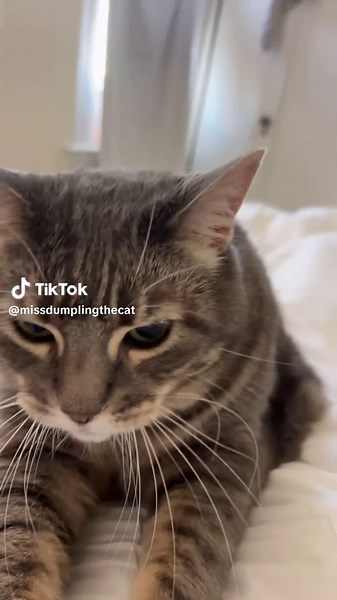 Making Bread with Dumpling the Cat