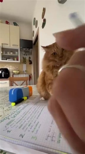 Cats interrupting work #funny #cat #cutecat #funnycat #cats #foryou | Pets Things