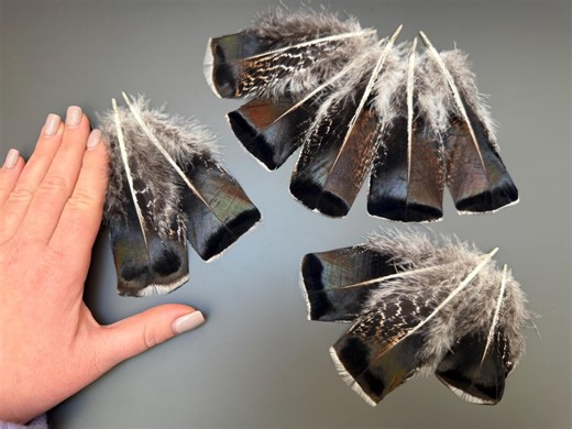 10 Pcs Turkey Feathers Bronze Feathers Natural Feathers Loose Feathers Smudge Feathers Amazing Feathers Feathers for Crafts Hat Decor - Etsy