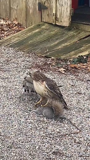 2K views · 14 reactions | Red-Tailed Hawk Caught Squirrel For Lunch - -  Credit: @allisonschiffmannbresette - - All credit goes to respective owners  DM for removal or credit. - - Follow us for more videos: @animalentertainment7 - - #hawk #redtailhawk #hunter #closeenough #predator #greaterkruger #squirrel #wildlife #wildlifeaddicts #animal #animallovers #nature #africa #africasafari #hawkhunting #africamagic #attack #videooftheday #wildlifeonearth | Animals Wildside | Facebook