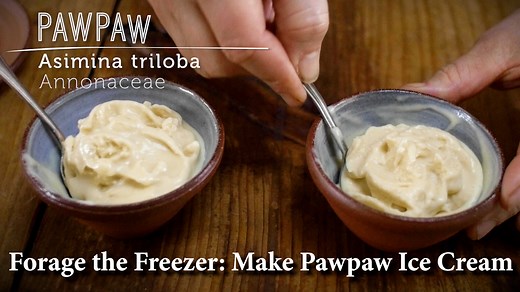 Pawpaw Ice Cream: Easy Step-by-Step Master Recipe Call me crazy, but sometimes ice cream is called for when it’s icy, cold out. Join me in the kitchen as we make pawpaw ice cream. Freezers are magic! Preserving the seasons, for me as a forager, is so important. But it’s also important to eat that bounty! If you are a forager and have a freezer, it's probably filled with all sorts of goodies from the growing season. Why not bring some of that beauty out now. And if you have frozen fruit, try maki