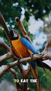 Why do macaws sometimes eat clay from riverbanks — are they detoxing or just craving salt?🦜🌿#shorts