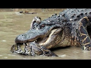 Python vs Alligator 15 -- Real Fight -- Python attacks Alligator