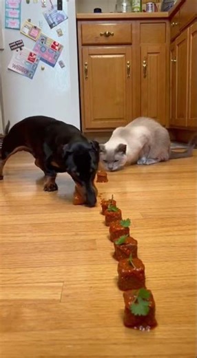 Who Finishes First? Cat or Dog! 😂