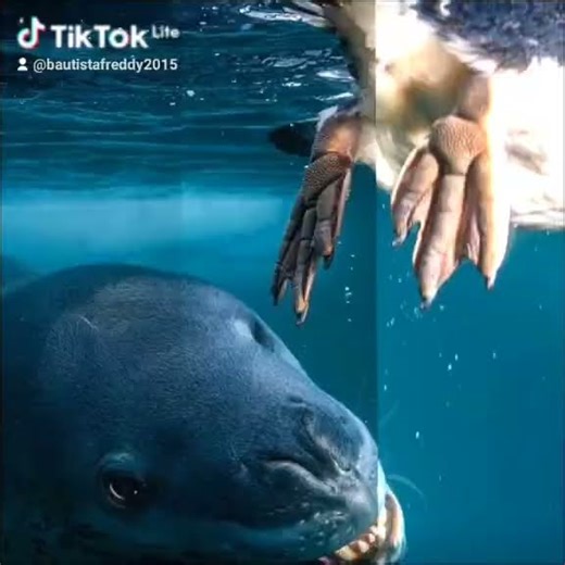 foca leopardo sonido original de la canción de la foca leopardo @bautista_freddy