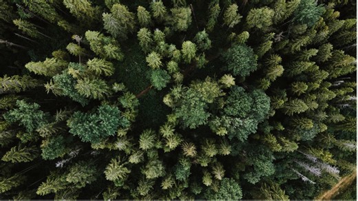 Forest data you can trust, from tree to satellite